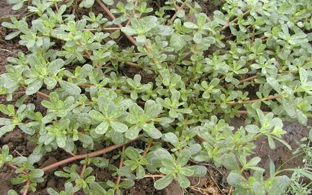 在农村一种常见的野草，在农村没人要，在城里却是高级货