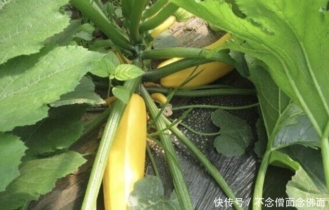  「果子」奇特的1种“香蕉瓜”，皮色金黄，犹如“香蕉”，有观赏价值