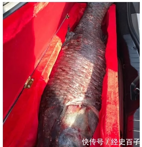 一条草鱼竟卖出85万元，到底是为啥呢？