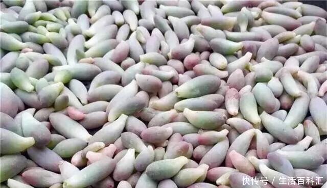 「单头」养花技巧:多肉爆盆的4个绝招,单头变多头,一棵变满盆