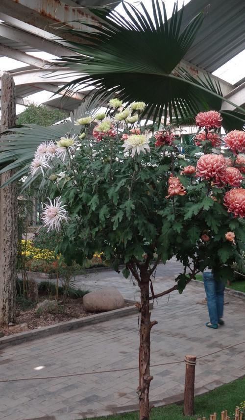  百花齐放■喜欢玫瑰，不如养盆“珍品菊花”树菊，百花齐放，争奇斗艳！