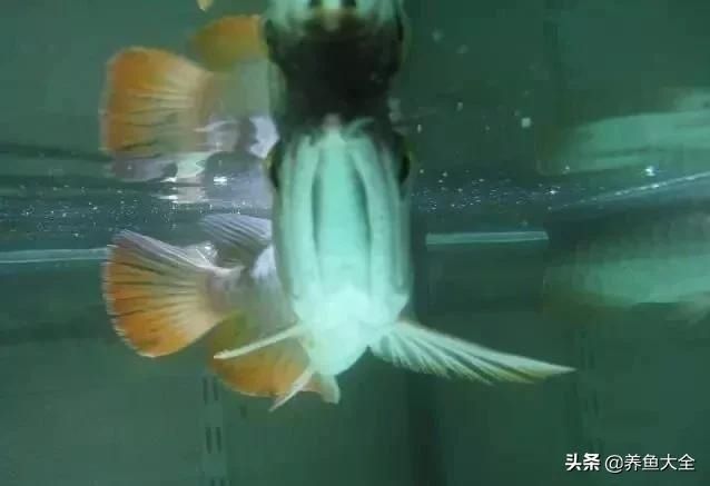  「漂亮」这么漂亮的龙池，竟然用3个垃圾桶做过滤？