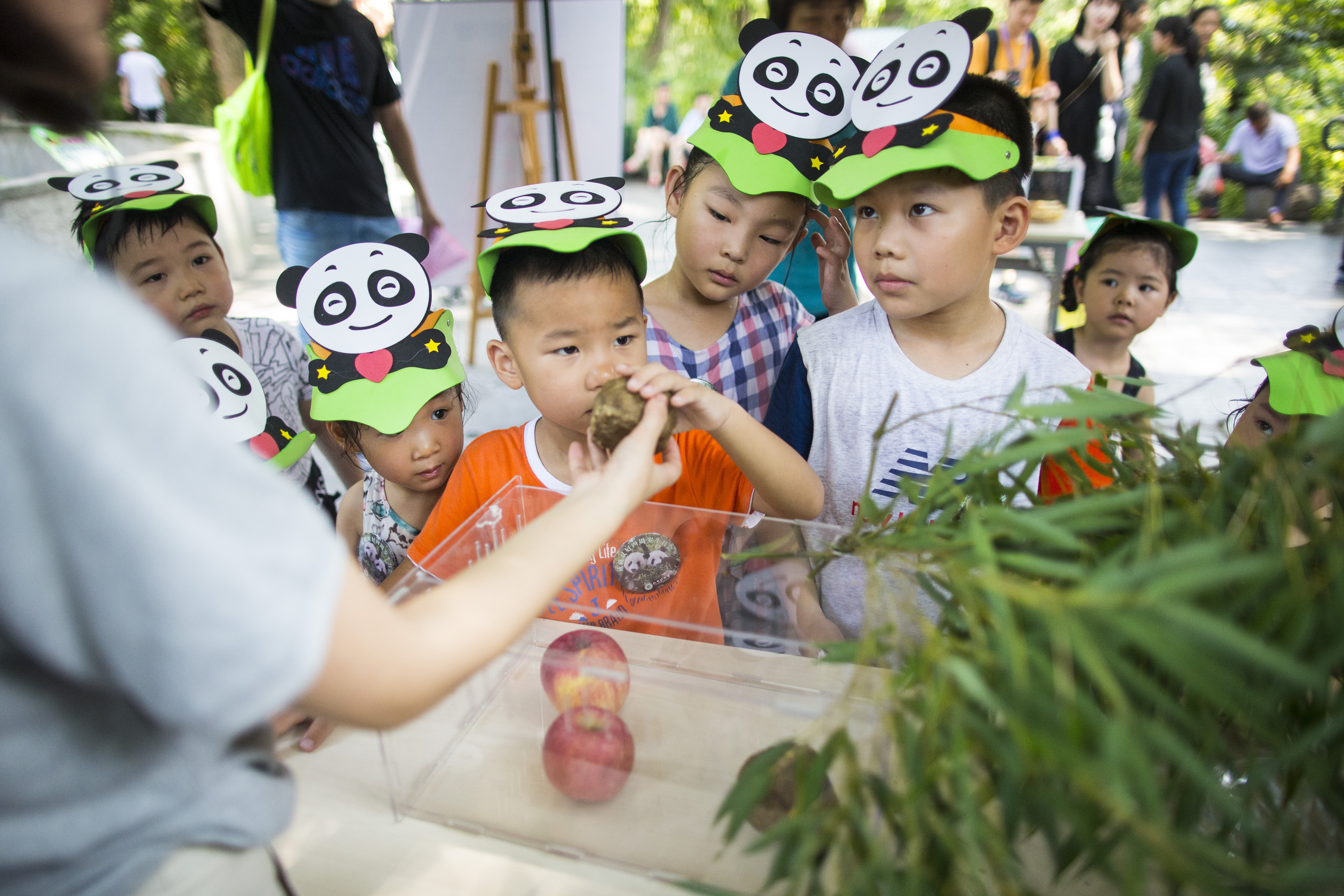 杭州动物园大熊猫成就双好兄弟俩过4周岁生