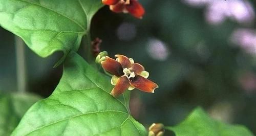  #盆栽#块根像花岗岩的睡布袋观赏植物，养成盆栽后还能爬藤生长