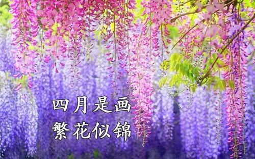  种植：紫藤花为长寿树种，民间极喜种植，成年的植株茎蔓蜿蜒屈曲