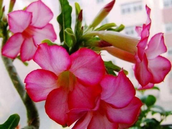 #不喜#“3种花”不喜水,一碰水“又枯又黄”,往太阳下一摆,盆盆花爆