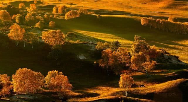 秋天的坝上，中国最美，不可忽略的一抹金黄