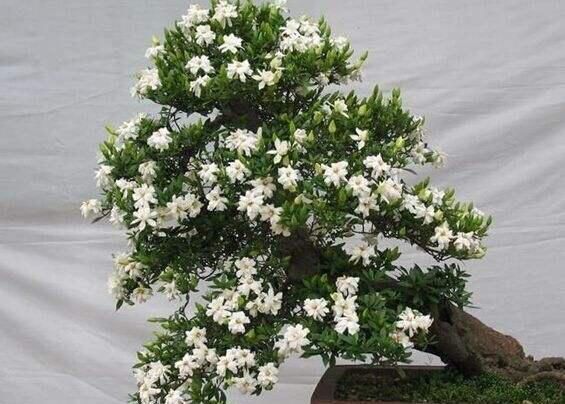  【栀子花】养“栀子花”，注意1个小细节，不黄叶、不掉苞，油绿茂盛开花多
