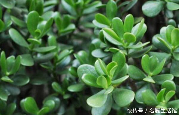 「绿植盆栽」“3种”盆栽,常年翠绿,有生机还好养活,你在养吗?