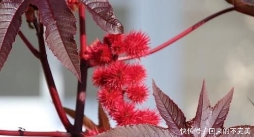  蓖麻：以前一斤十几块的“蓖麻”，农村到处种，为什么如今没人
