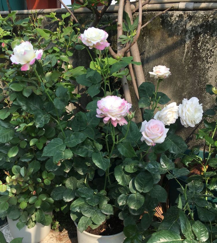  #便是#这几款花卉，便宜又好养，入秋便是“开花机器”，养在阳台极美了