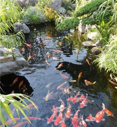  「点缀」庭院池塘, 将庭院点缀的如此诗情画意!