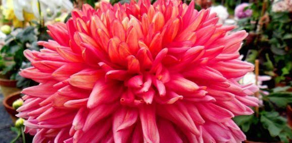  『控制』喜欢菊花，不如养盆“珍稀名菊”灯光荷，似红光荷花，美娇娘！
