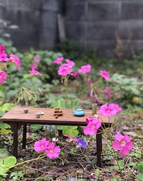 #喝茶#中国最小的院子,养花喝茶一辈子,人生岂不乐哉!