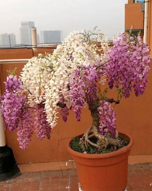  家里■家里养这几种爬藤植物，整面墙全是花