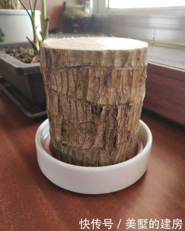 水培巴西木■2种花,长叶子之前像块烂木头,没想到半年叶子爬满墙