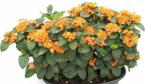  「绣球」爱上养花，就养木绣球龙船花，花色丰富秀美，降压镇咳功效好