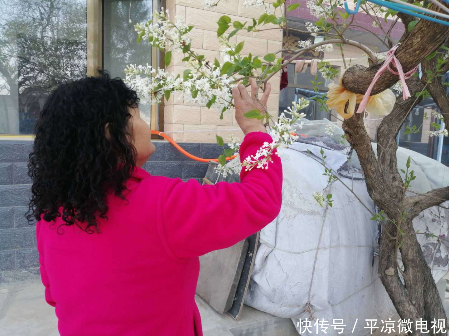 【春天】甘肃平凉老宅院内白丁香花又开了