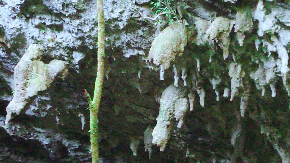 我们国家有一个天体秘密，隐藏着六千万年前形成的最大的原始森林