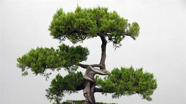 『根部』家养盆景“黄叶”最常见！教你几招，轻松解决，更具观赏性！