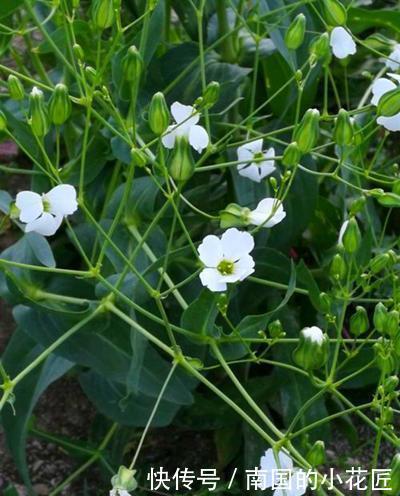  #皮实#这2种野花皮实耐修剪，一根枝条长出一盆，开花俊俏可爱