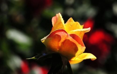  「嫁接苗」全世界最好看的花属于月季花,花开那么美又好养,怎能不心动