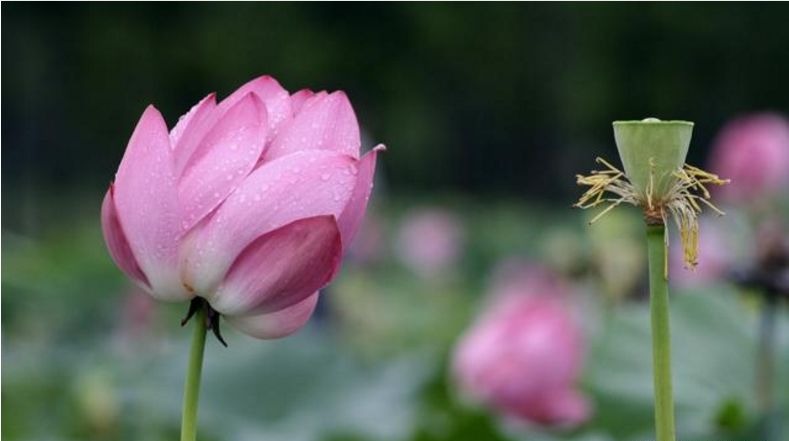 喜鹊喳喳叫,家有喜事到!3生肖时来运转,好日子