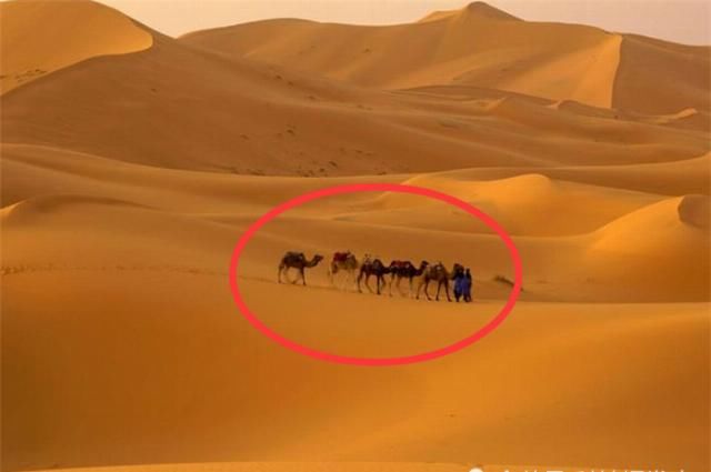 长满多肉的沙漠，共有3000种植物，对这片沙漠的身份产生质疑!