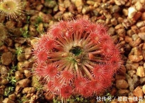 『株型』株型小的1种“野草”,被称为“茅膏菜”,看到是福气,珍贵!
