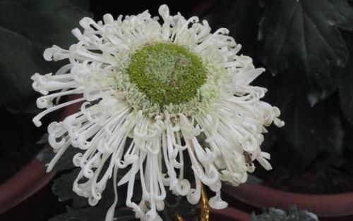  「堪称」喜欢菊花，不如养盆“淡粉千杯”，堪称“珍稀名菊”，素洁美丽！