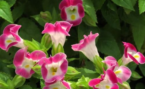  「奇葩」喜欢菊花，首选“珍贵绿菊”滦水奇葩，黄瓣绿芯，淡雅秀丽！