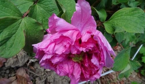 『牡丹』喜欢菊花,就养盆“牡丹珍品”卷叶红,枝头窜满花苞,艳压群芳
