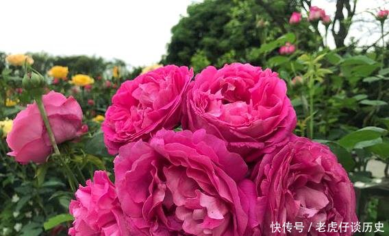  能开出@她花10元买了一种花，随意栽种在花园里，历经2年，开花惊艳全场