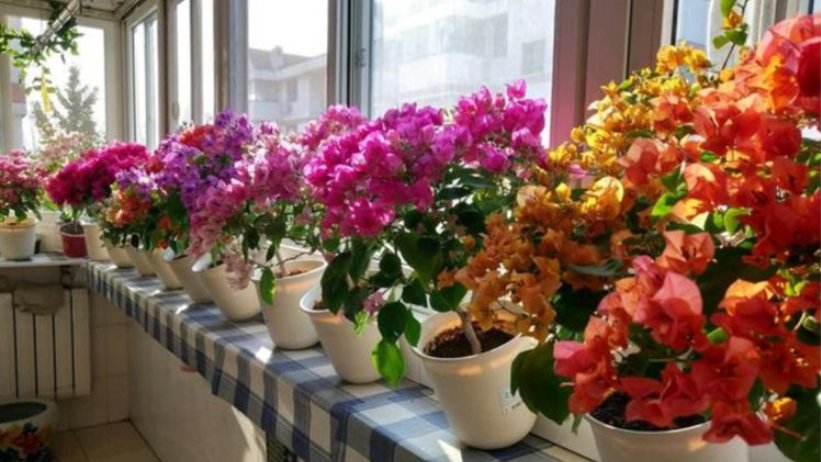  「养上」春天养上3种花,家里“四季”有花看,花量大,易爆盆,值得拥有