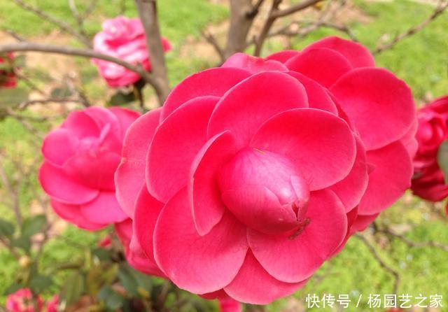  【新芽】“山茶花”嫁接，注重几个技巧和方法，成活高生长快新芽蹭蹭长