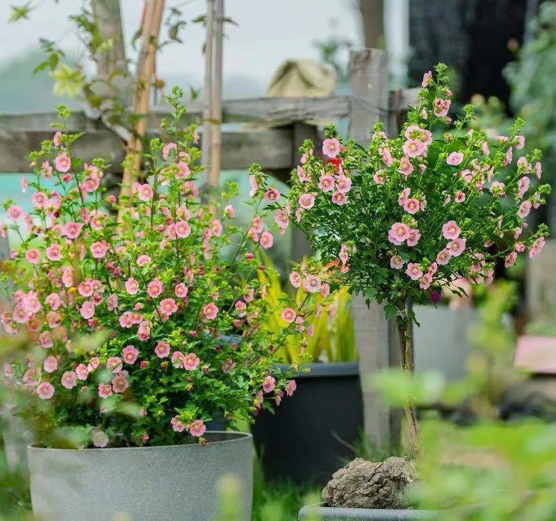 「喜欢疏松肥沃」十种公认的“开花机器”,花美色艳,你家养过几种呢