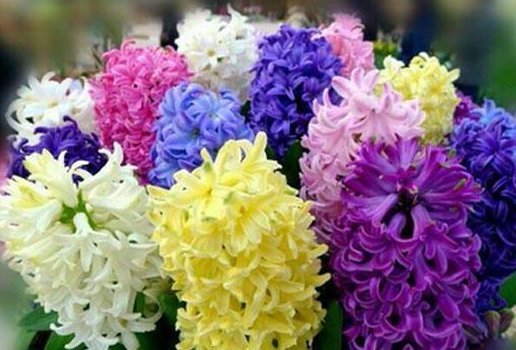 『朱顶红』养花养个“美艳”的,花色鲜艳亮丽,枝叶繁茂旺盛,枝叶青翠欲滴