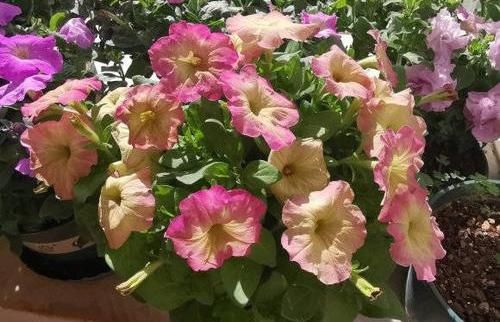  [种植]阳台种盆矮牵牛，易种植花色多，开成“花瀑布”，吊在空中非常美
