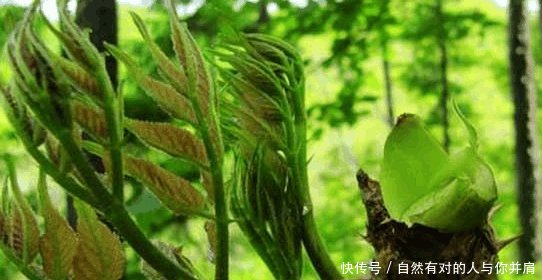 农村有种稀罕物, 被称为“树上人参”, 农民们却舍不得吃