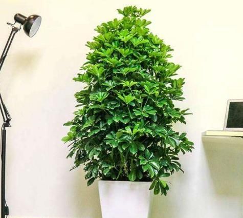  『摆在』没钱也得买3款植物，既能除尘又能抑菌，摆在家中亲人少生病