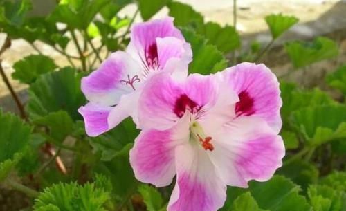 【驱蚊】3种花堪比“香水”,开花漂亮养护简单,驱蚊赶虫很实用,真漂亮