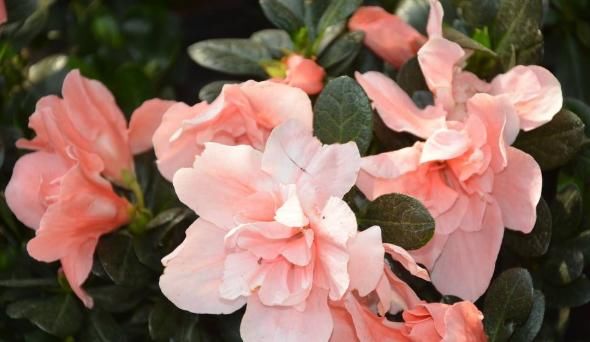 『香浓』夏天就养这几款小花,好养易打理,花艳香浓,花型独特又美观