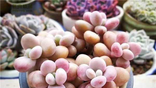 「春天」春天给多肉这么浇水，个个长成土肥圆，又绿又壮！