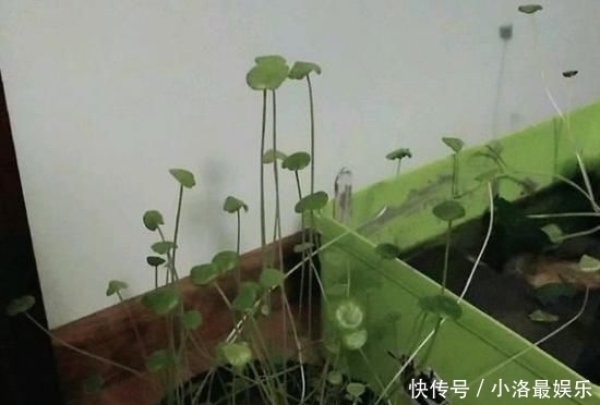  长成■这花有水就能活，还得狠心虐，晒一晒，一周长成“小森林”