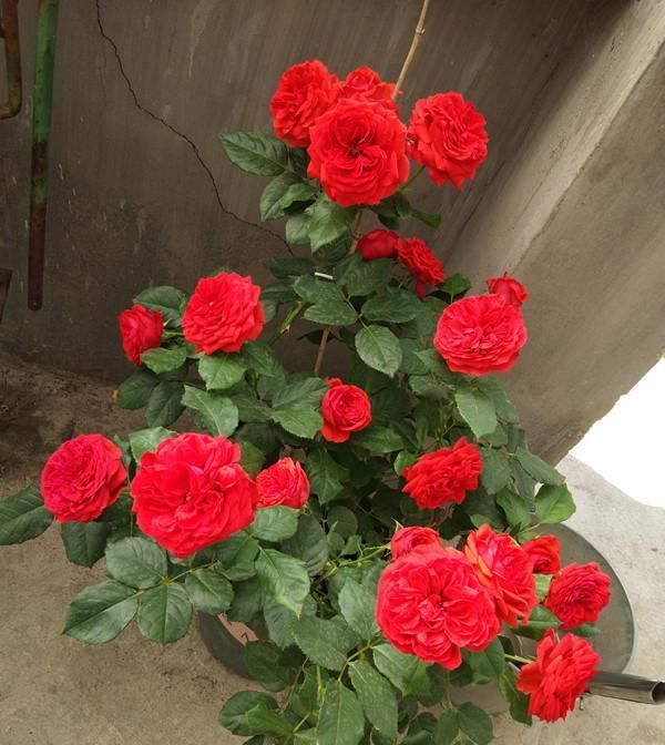  『红艳』此花是世界名花，花色红艳，漂亮又喜庆，四季常开，是盆栽佳品