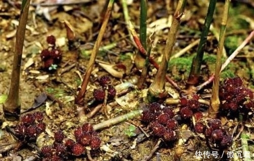 【地面】在山沟里,1种野果像“杨梅”,果子却在地面生长,珍贵、别去踩