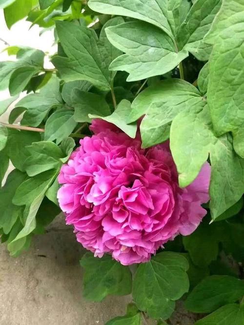  #解决#芍药常见4种病害，及其具体表现，解决病害小妙招，值得学学