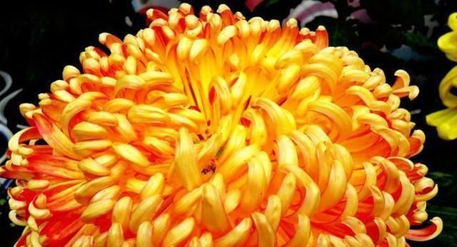  『果汁阳台』喜欢菊花，不如养盆红飞翠舞，花开如燕舞莺歌，开花不停，美极了