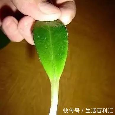  家里@6种招财旺运好扦插的花，1年繁殖50盆，家里多得装不下