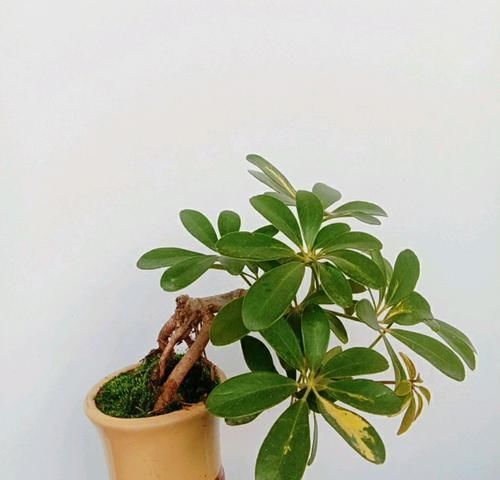 盲枝:什么叫盲枝,鸭脚木有盲枝吗?鸭脚木出现盲枝的原因,怎么办?